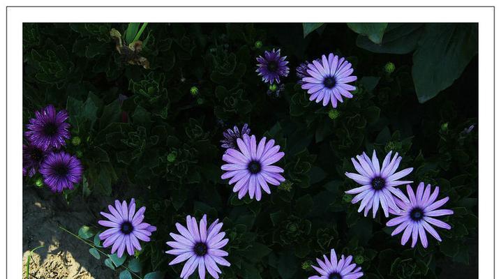 蓝眼菊花语有哪些？蓝眼菊代表了什么意义？