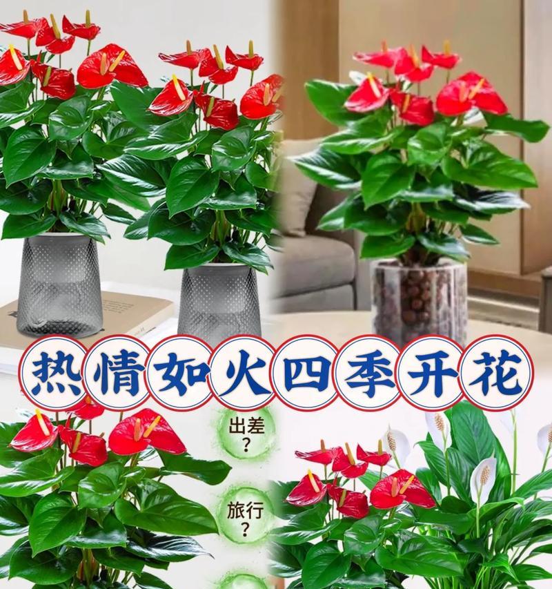 红掌白掌的花语是什么？红掌白掌象征着什么？