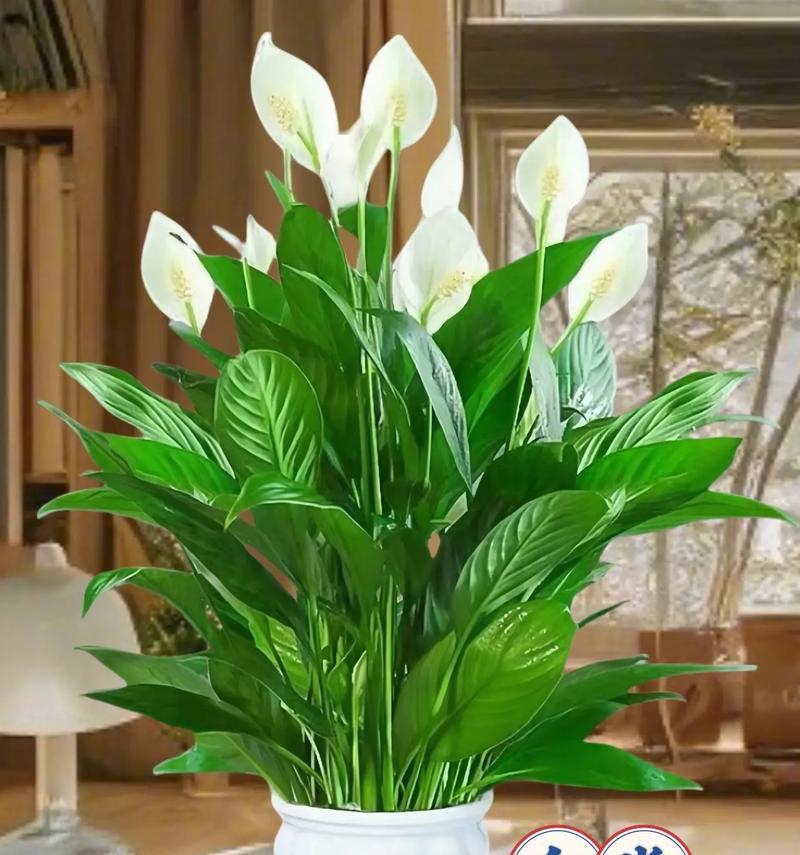 红掌白掌的花语是什么？红掌白掌象征着什么？