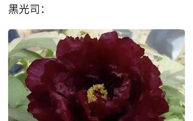 绯牡丹花语是什么？绯牡丹象征着什么？