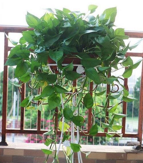 大棚绿萝种植的步骤是什么？