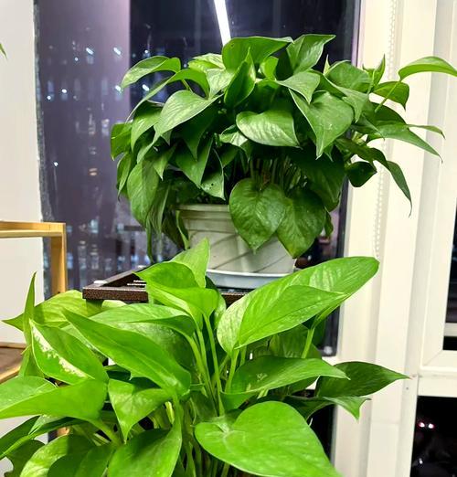 大棚绿萝种植的步骤是什么？