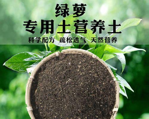 大棚绿萝种植的步骤是什么？