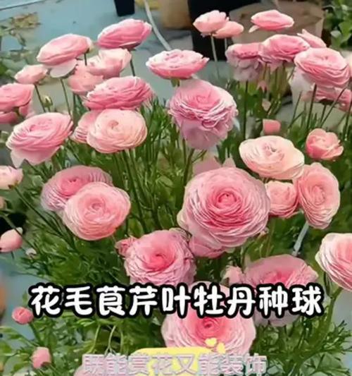 花毛茛品种的花型如何？花毛茛品种的养护方法是什么？