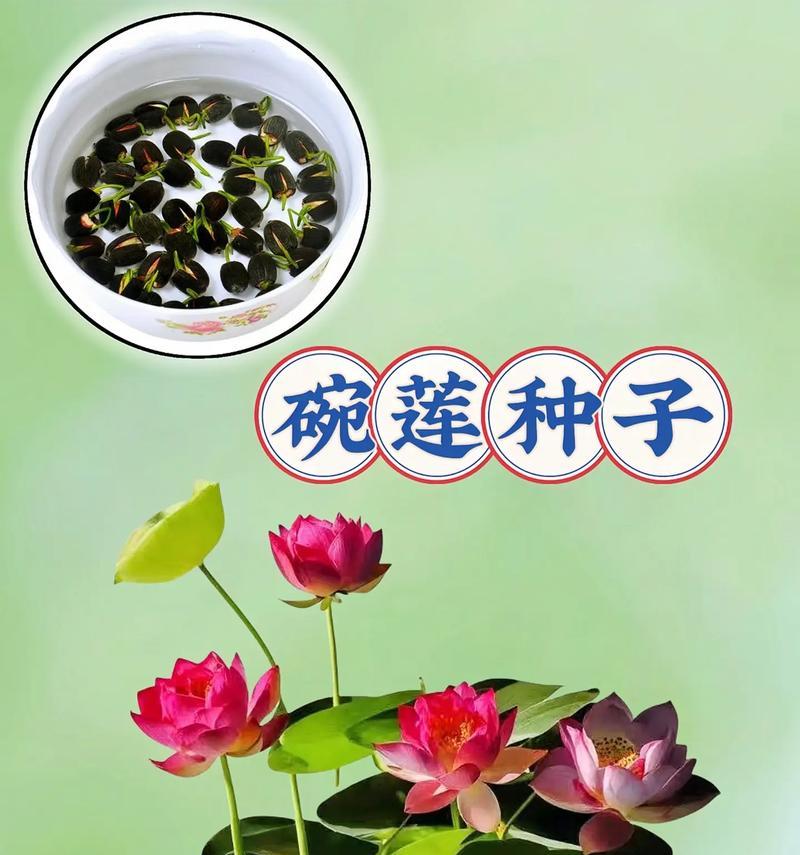 荷花有哪些品种介绍？荷花品种的种植和养护要点是什么？