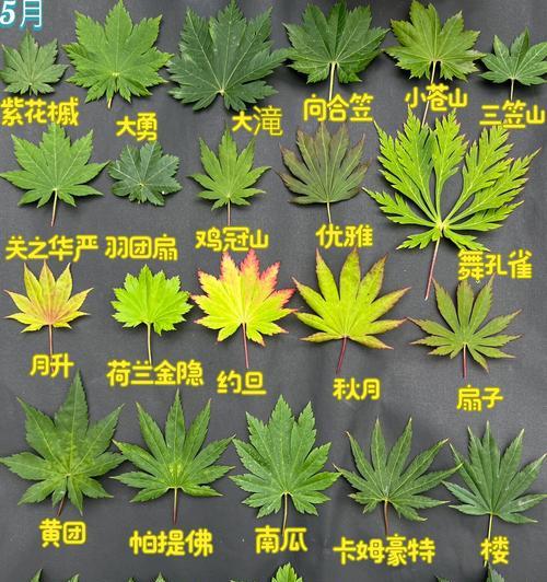 小红枫的养殖方法是什么？