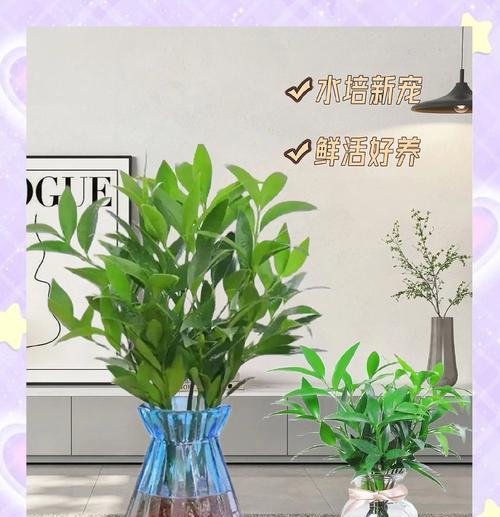卧室适合养哪些水培植物？水培植物对睡眠有哪些好处？