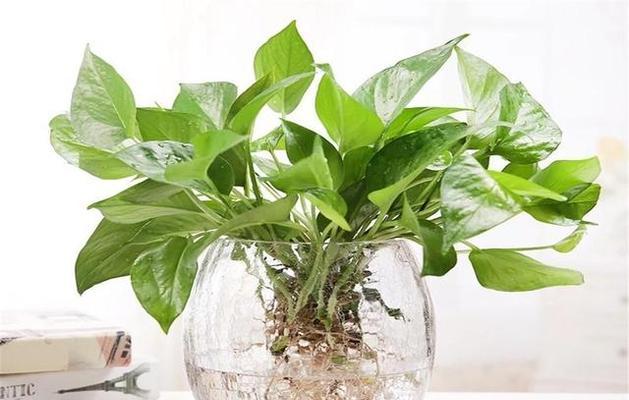 卧室适合养哪些水培植物？水培植物对睡眠有哪些好处？