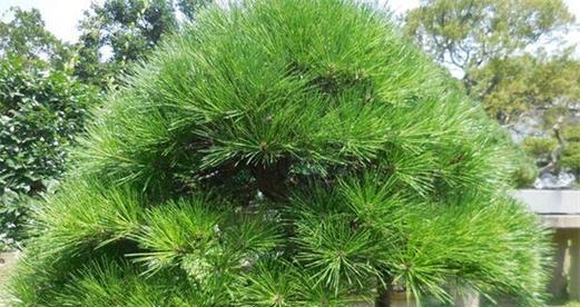松树的花语代表什么？松树象征着哪些意义？