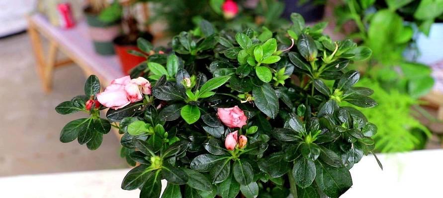 杜鹃花的养殖方法是什么？如何保持其鲜艳的花朵？