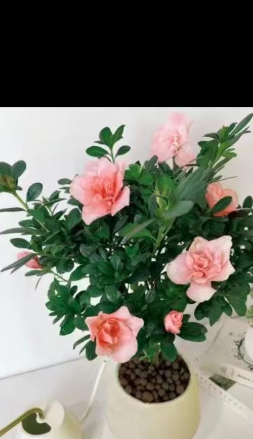 杜鹃花的养殖方法是什么？如何保持其鲜艳的花朵？
