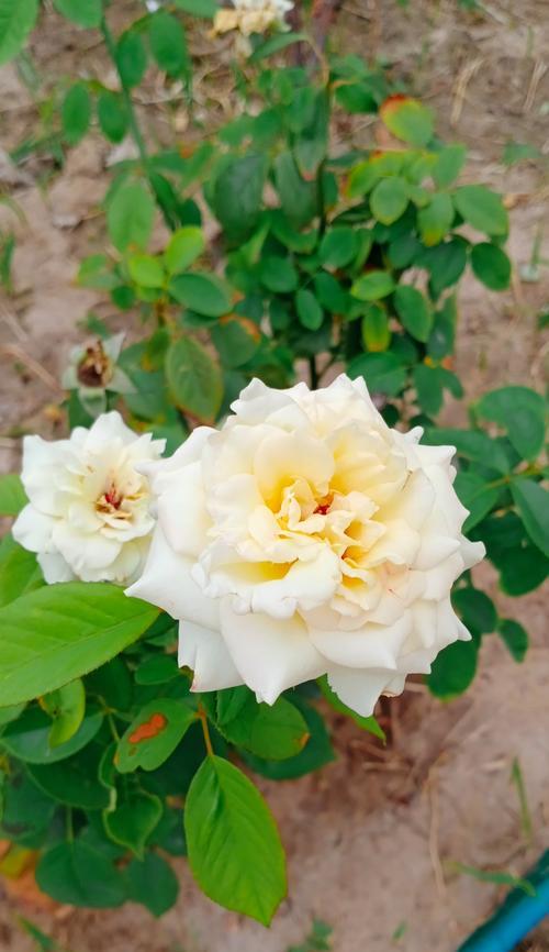 月季花的象征意义是什么？