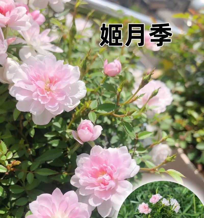 月季花的象征意义是什么？