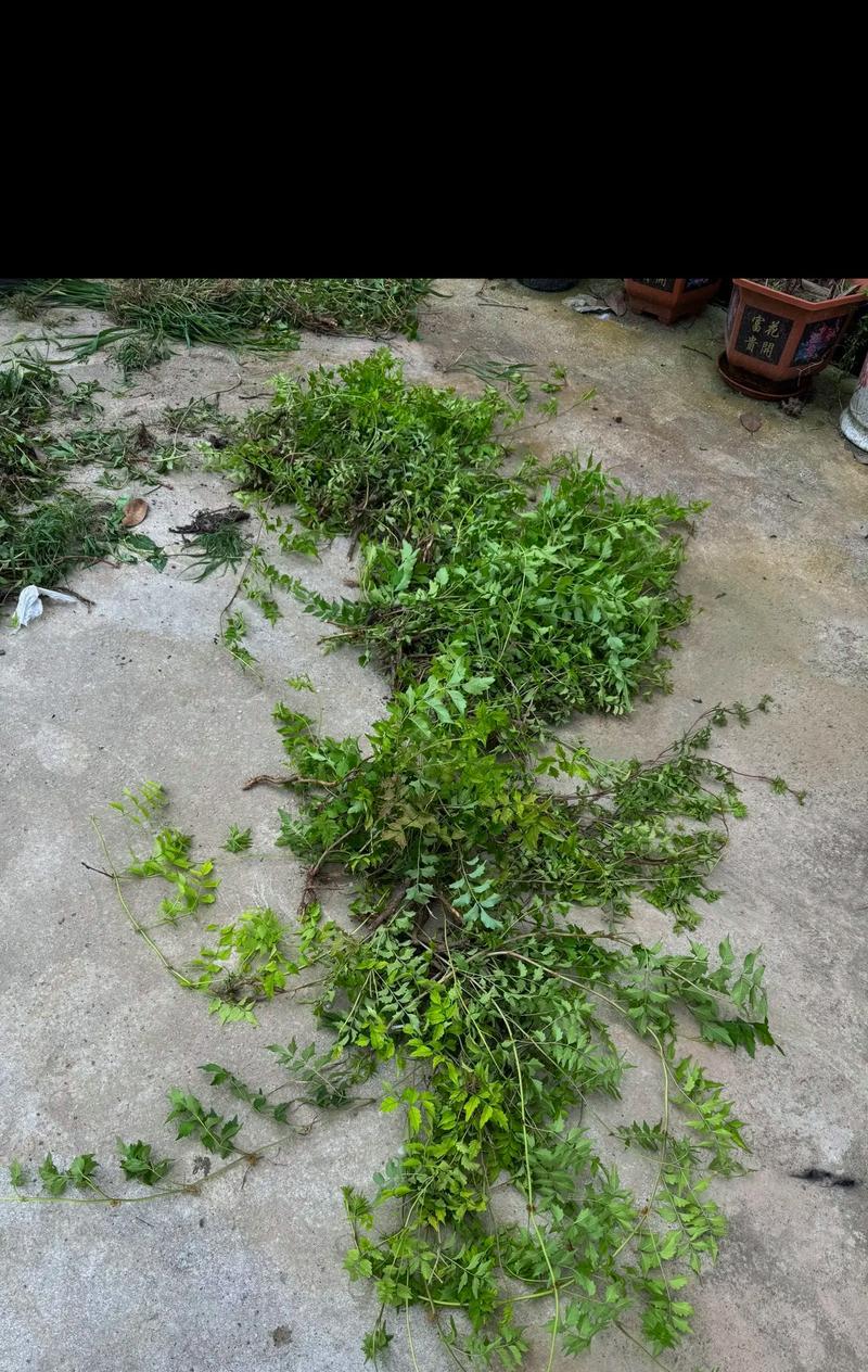 凌霄花修剪的最佳时机是什么时候？