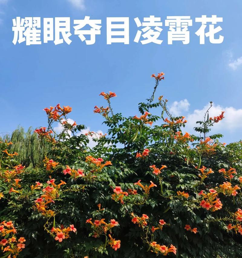 凌霄花修剪的最佳时机是什么时候？