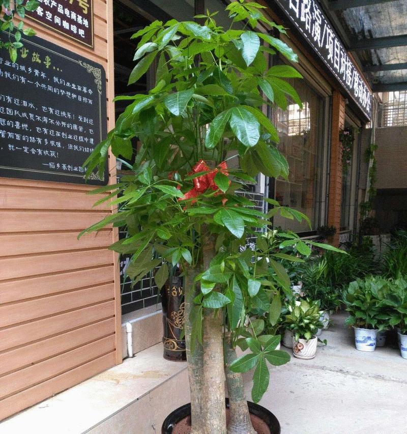 什么样的花盆养花好？如何选择合适的花盆？