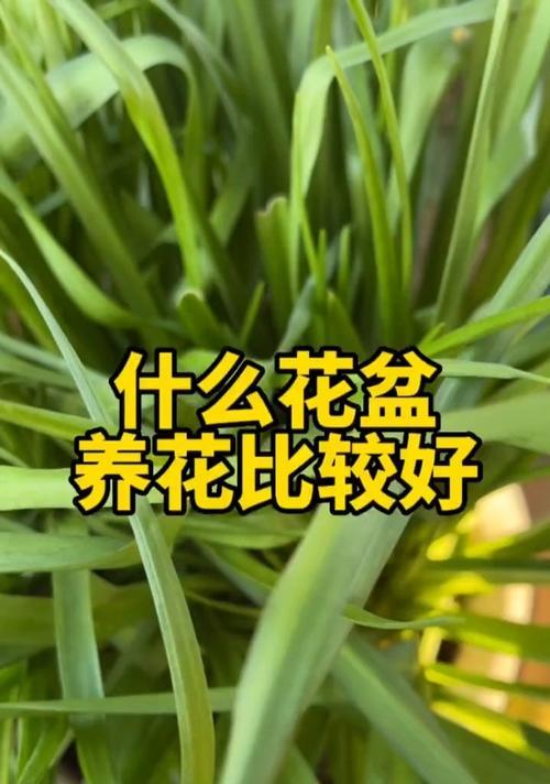 什么样的花盆养花好？如何选择合适的花盆？