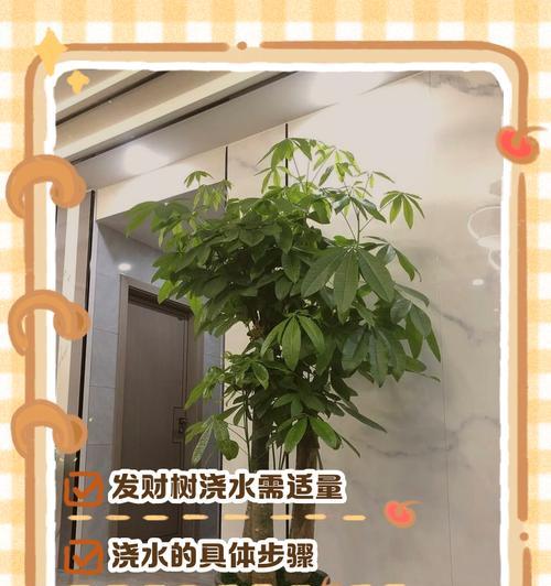 发财树养护的正确方法和注意事项是什么？