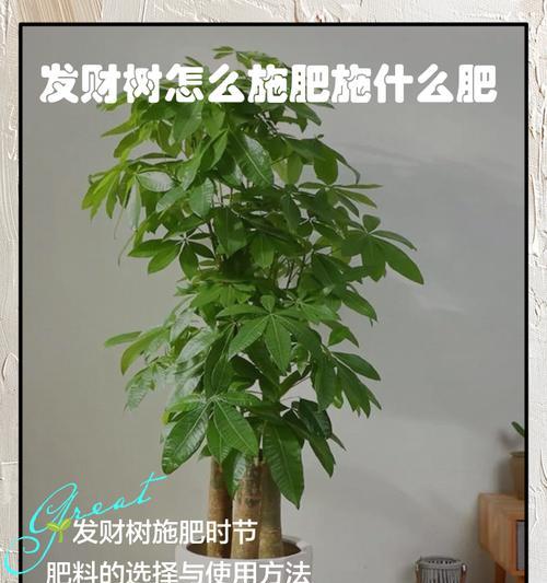 发财树养护的正确方法和注意事项是什么？