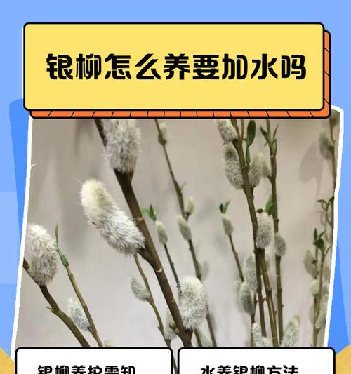 银柳如何上色的？银柳上色的方法和效果如何？