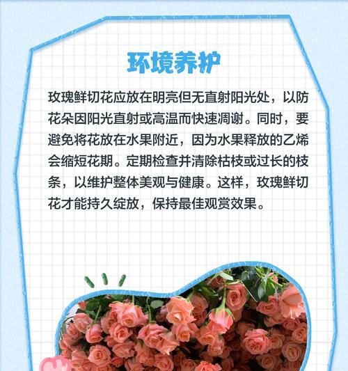 玫瑰花修剪的最佳时机和技巧是什么？