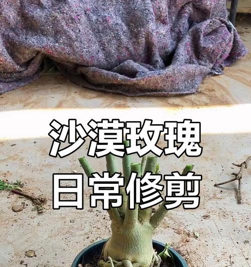 玫瑰花修剪的最佳时机和技巧是什么？