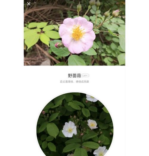 野蔷薇开花是什么样子？如何区分不同品种的野蔷薇？