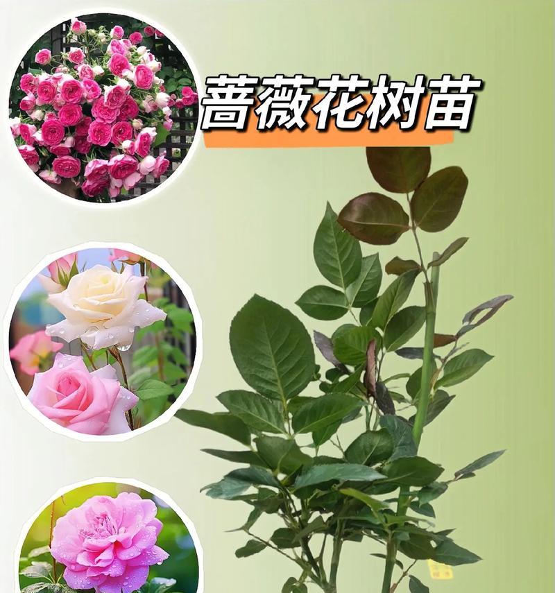 野蔷薇开花是什么样子？如何区分不同品种的野蔷薇？