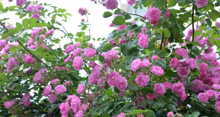 野蔷薇开花是什么样子？如何区分不同品种的野蔷薇？