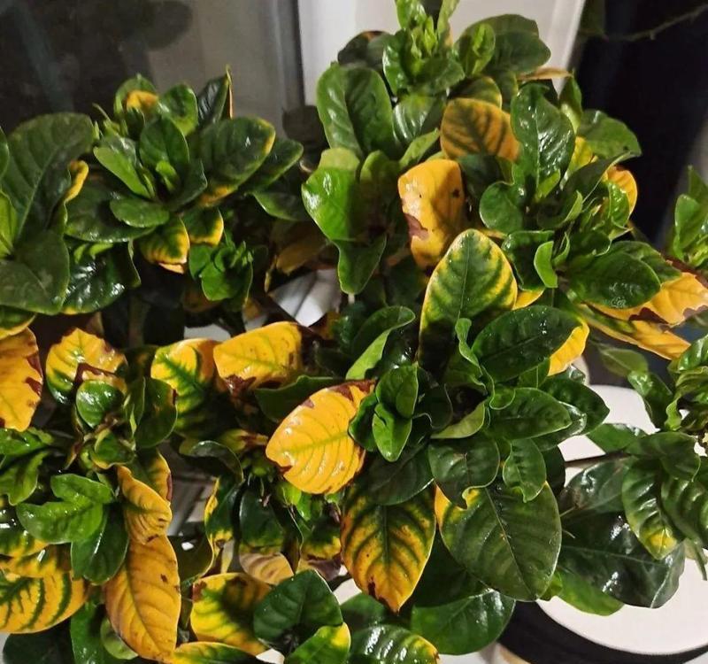 栀子花土插繁殖方法是什么？需要注意什么？