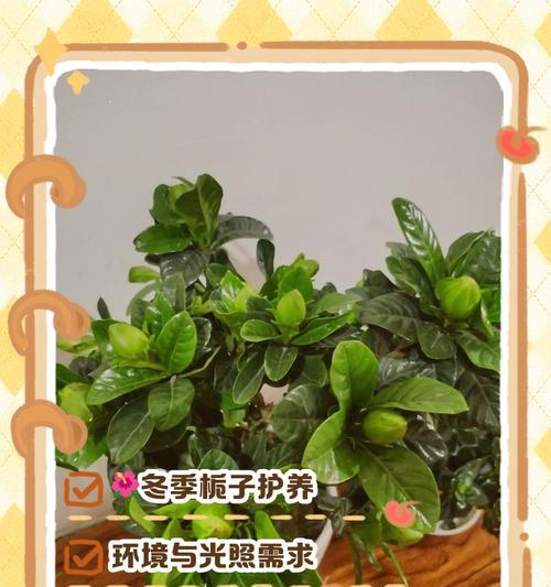 栀子花土插繁殖方法是什么？需要注意什么？