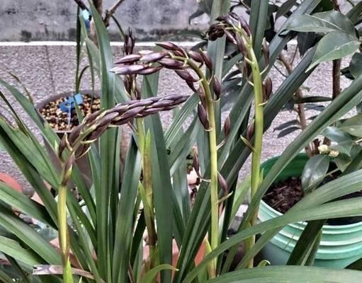 兰花花期如何延长？延长兰花花期有哪些有效方法？
