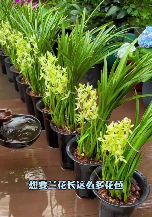 兰花花期如何延长？延长兰花花期有哪些有效方法？