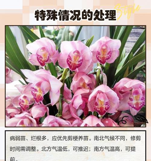 兰花花期如何延长？延长兰花花期有哪些有效方法？