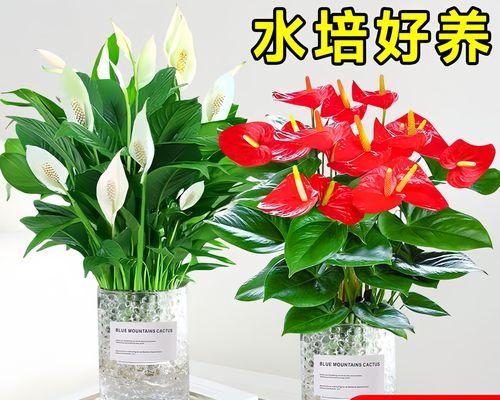 红掌开花后的养护和管理技巧是什么？