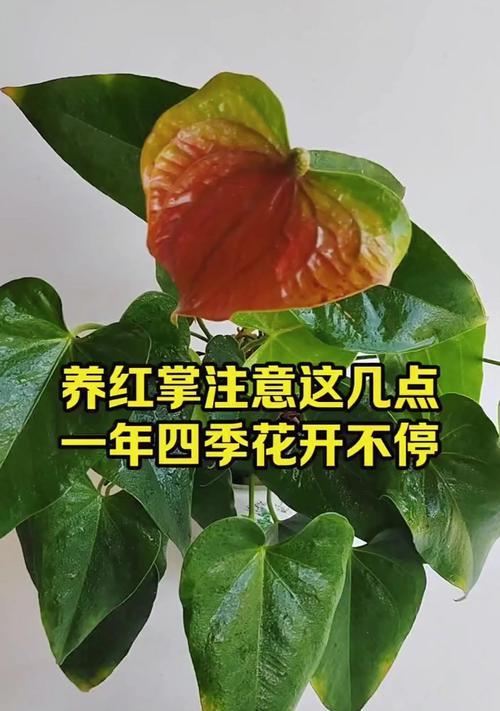 红掌开花后的养护和管理技巧是什么？