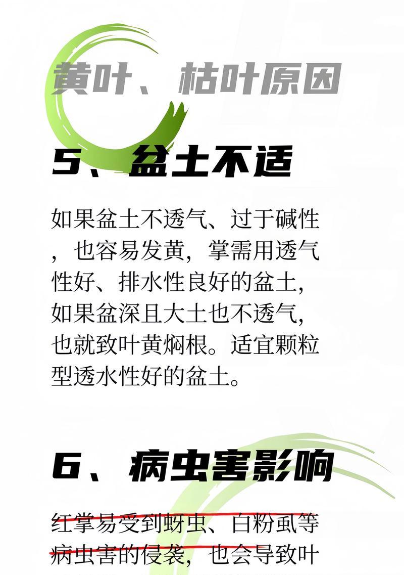 红掌花干枯了怎么救？有哪些有效方法？