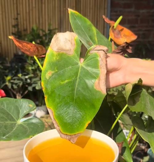 红掌花干枯了怎么救？有哪些有效方法？