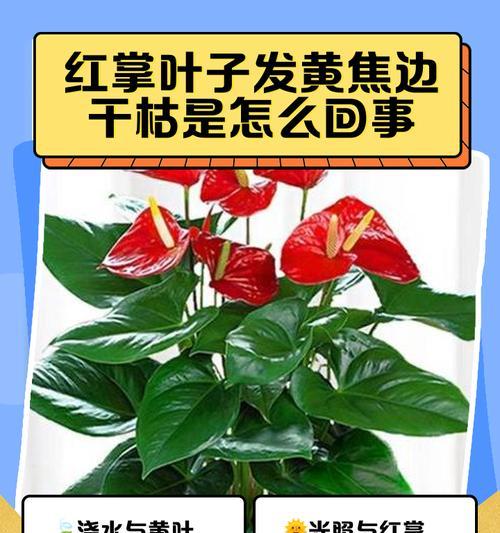 红掌花干枯了怎么救？有哪些有效方法？