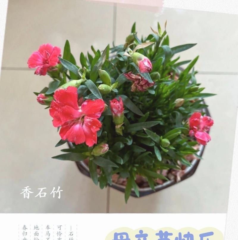 石竹开花时间是什么时候？