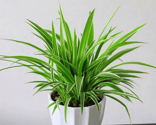 去除异味用什么植物？哪些植物能有效去除异味？