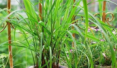去除异味用什么植物？哪些植物能有效去除异味？