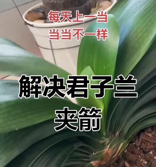 君子兰夹箭现象是什么？