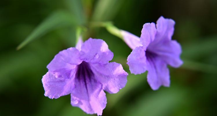 秋天有哪些花开放？它们的花语是什么？