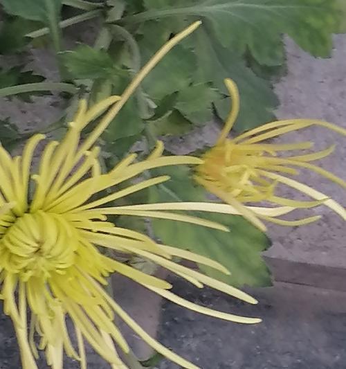秋天有哪些花开放？它们的花语是什么？