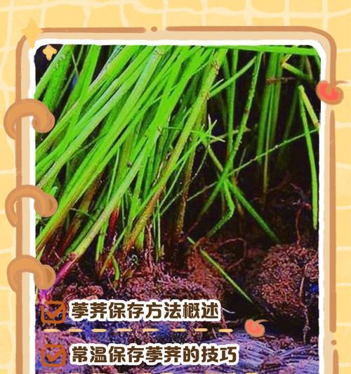 马蹄的正确保存方法是什么？能存放多久？