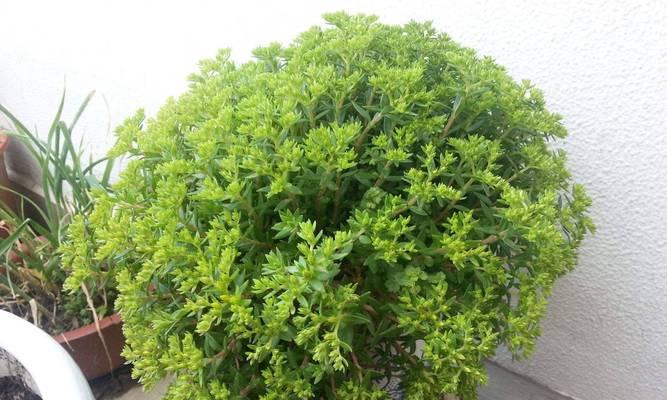 垂盆草有哪些品种？垂盆草品种的选择方法是什么？