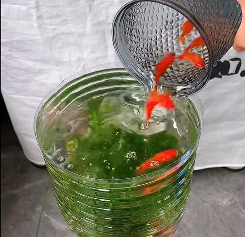 鱼缸水可以用来浇花吗？有哪些注意事项？
