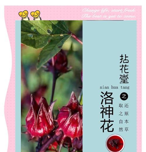 玫瑰茄种植的正确步骤？