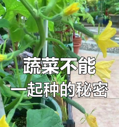 秋季种植蔬菜的技巧是什么？如何选择适合秋季种植的蔬菜？